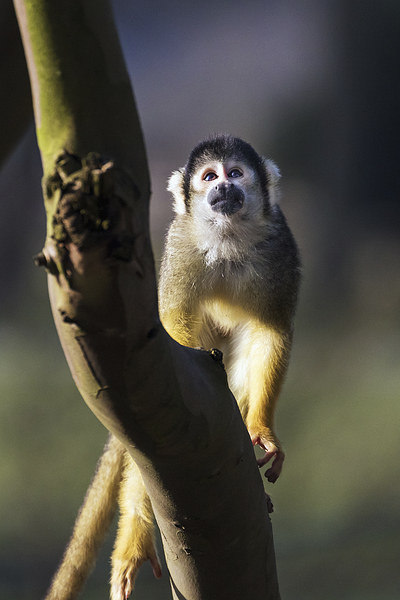 Cute Squirrel Monkey pondering a problem  Picture Board by Ian Duffield