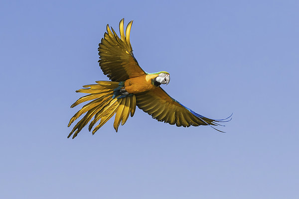 Blue and yellow macaw in flight  Picture Board by Ian Duffield