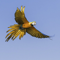 Buy canvas prints of Blue and yellow macaw in flight  by Ian Duffield