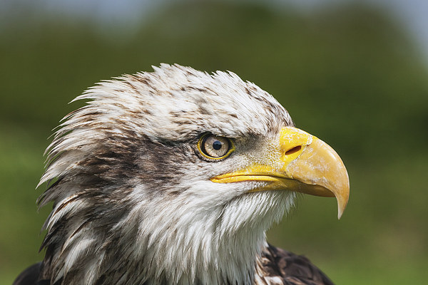  Magnificent young Bald Eagle close-up portrait Picture Board by Ian Duffield