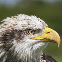 Buy canvas prints of  Bald Eagle close-up by Ian Duffield