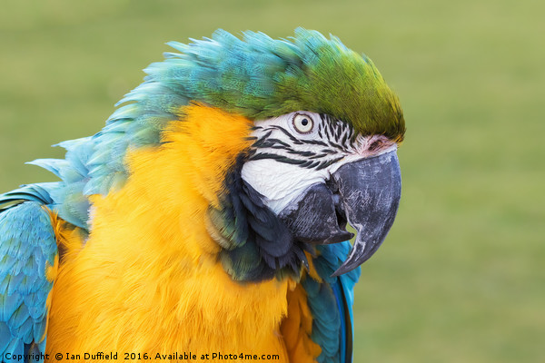 Blue and Yellow Macaw close-up. Picture Board by Ian Duffield