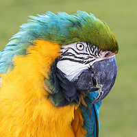 Buy canvas prints of Blue and Yellow Macaw close-up. by Ian Duffield
