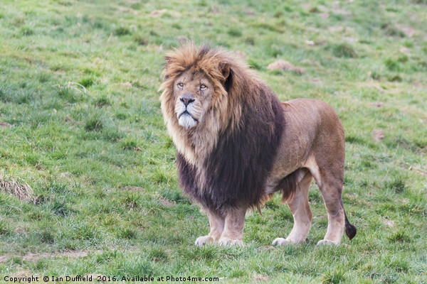Proud male lion Picture Board by Ian Duffield