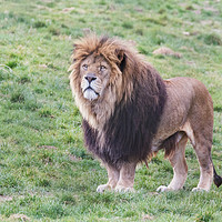 Buy canvas prints of Proud male lion by Ian Duffield
