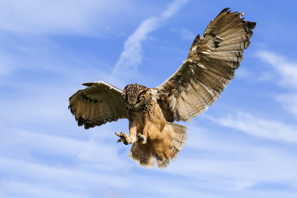 Bengal Eagle Owl about to pounce Picture Board by Ian Duffield