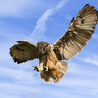 Buy canvas prints of Bengal Eagle Owl about to pounce by Ian Duffield
