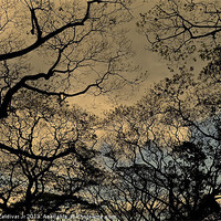 Buy canvas prints of Trees and Skies.... by Telmo Zaldivar Jr