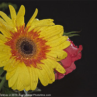 Buy canvas prints of Yellow Chrysanthemum by Telmo Zaldivar Jr