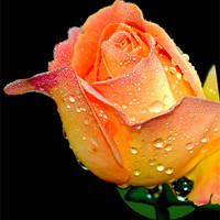Buy canvas prints of Dewdrops on rose petals by Regis Yaworski