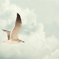 Buy canvas prints of Gull soaring in the clouds by Regis Yaworski