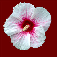 Buy canvas prints of Showy hibiscus by Regis Yaworski