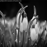 Buy canvas prints of Snowdrops, Spring, New, Flower, Close-up by Inez Wijker