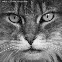 Buy canvas prints of Maine Coon, Cat, Eyes, Face, Whiskers by Inez Wijker