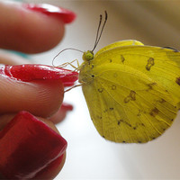 Buy canvas prints of Butterly in hand by Preethy S