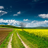 Buy canvas prints of the colors of spring   by Ferenc Verebélyi
