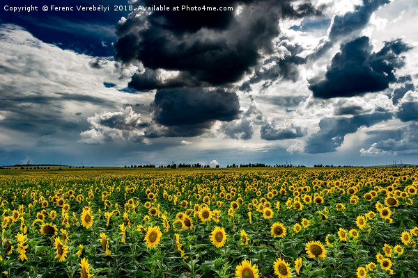 yellow field   Picture Board by Ferenc Verebélyi