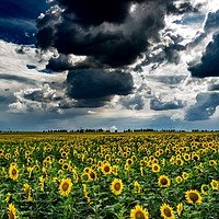 Buy canvas prints of yellow field   by Ferenc Verebélyi