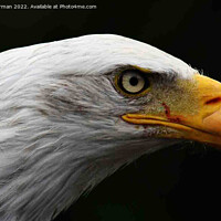 Buy canvas prints of Bald Eagle by Alan Harman