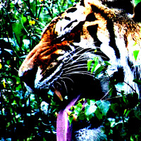 Buy canvas prints of Amur Tiger by Alan Harman