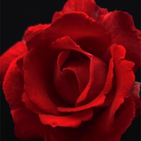 Buy canvas prints of Red Rose by Alan Harman