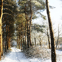 Buy canvas prints of Forest Snow Scene by Alan Harman