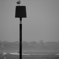 Buy canvas prints of Seagull in Winter by angela Mackenzie-Brown