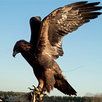 Buy canvas prints of Golden Eagle by Rupert Gladstone