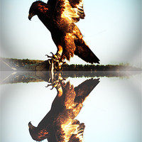 Buy canvas prints of Reflections of a Golden Eagle by Rupert Gladstone