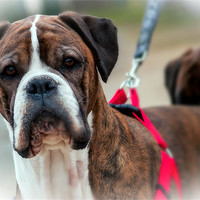 Buy canvas prints of Boxer by Rupert Gladstone
