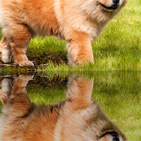 Buy canvas prints of Chow Chow by Rupert Gladstone