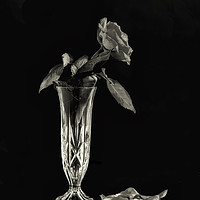 Buy canvas prints of A Mono image of a dying rose by Paul Want
