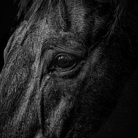 Buy canvas prints of Horse by Paul Want