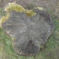 Buy canvas prints of Tree Stump by Sean Mcdonagh