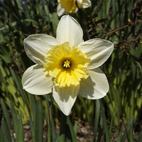 Buy canvas prints of daffodil plant by Sean Mcdonagh
