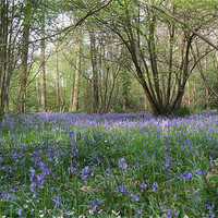 Buy canvas prints of Bluebell Wood by Ursula Keene