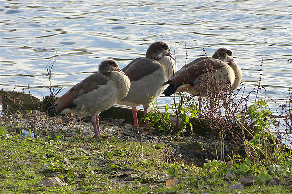 Three Egyptian Geese Picture Board by Ursula Keene