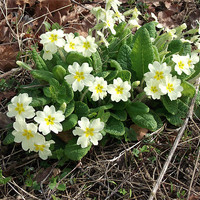 Buy canvas prints of March Primroses by Ursula Keene