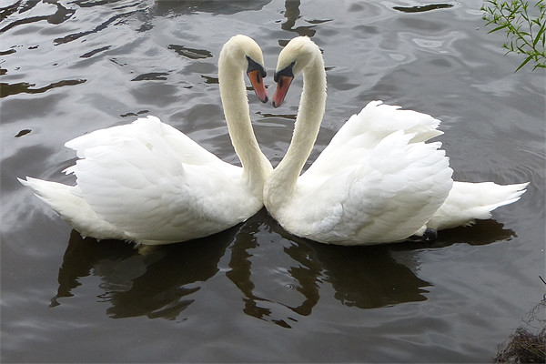 Romantic Swans Picture Board by Ursula Keene