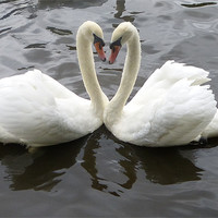 Buy canvas prints of Romantic Swans by Ursula Keene