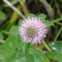 Buy canvas prints of Lucky Pink Clover by Ursula Keene