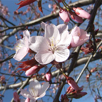 Buy canvas prints of Cherry Blossom in March by Ursula Keene