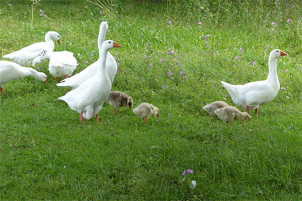 White Geese and Four Goslings Picture Board by Ursula Keene
