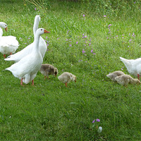 Buy canvas prints of White Geese and Four Goslings by Ursula Keene