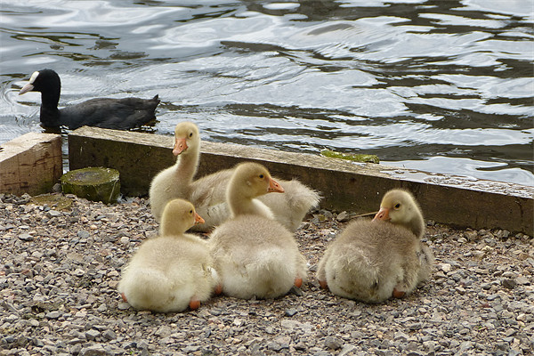 Four Goslings are Resting Here Picture Board by Ursula Keene