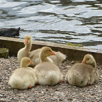 Buy canvas prints of Four Goslings are Resting Here by Ursula Keene