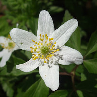 Buy canvas prints of Wood Anemone by Ursula Keene