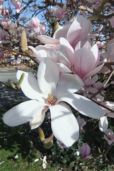 Magnolia Blossom Picture Board by Ursula Keene
