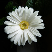 Buy canvas prints of White Gerbera by Ursula Keene