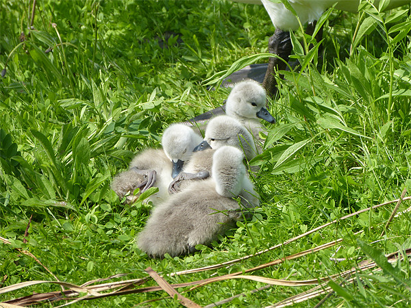 Four Cygnets Few Days Old Picture Board by Ursula Keene